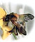 Detailansicht zu Tiere live - Bestimmungsblatt Bienen und Wespen (1 Blatt)