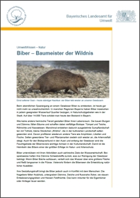 Detailansicht zu Biber - Baumeister der Wildnis