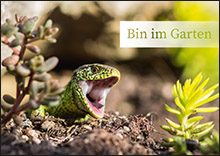 gArtenvielfalt - Bin im Garten - Eidechse