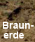 Detailansicht zu Braunerde - Boden des Jahres 2008